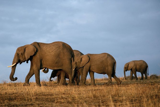6 Days Masai Mara-Nakuru-Amboseli - Lodge Safari-Private 4X4 JEEP - Price and Value: What $1,300 Buys, and What It Does Not