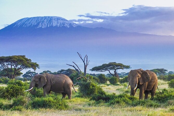 6-Days of Elephants, Wildebeest and Big 5: Kenya’s Classic Safari - Key highlights at a glance
