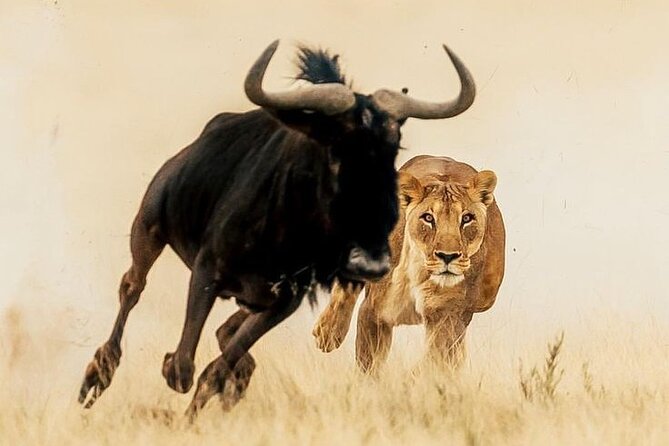 6-Days of Elephants, Wildebeest and Big 5: Kenya’s Classic Safari - Starting in Nairobi: pickup, private pace, and how to set yourself up