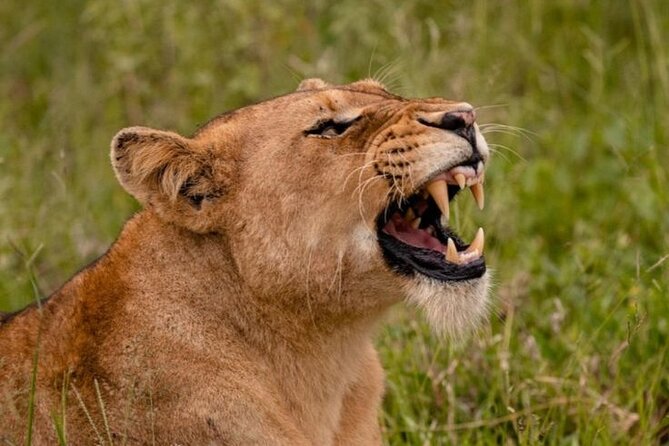 6-Days of Elephants, Wildebeest and Big 5: Kenya’s Classic Safari - Day 4 into Masai Mara: first Big Five style drive on rolling savanna