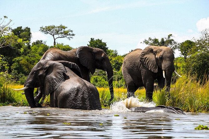 6-Days of Elephants, Wildebeest and Big 5: Kenya’s Classic Safari - Day 6 back to Nairobi: optional Maasai village visit and an ending that feels human