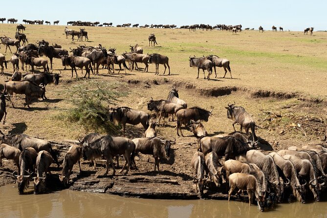 6-Days of Elephants, Wildebeest and Big 5: Kenya’s Classic Safari - Day 1 in Amboseli: first afternoon game drive with Kilimanjaro drama