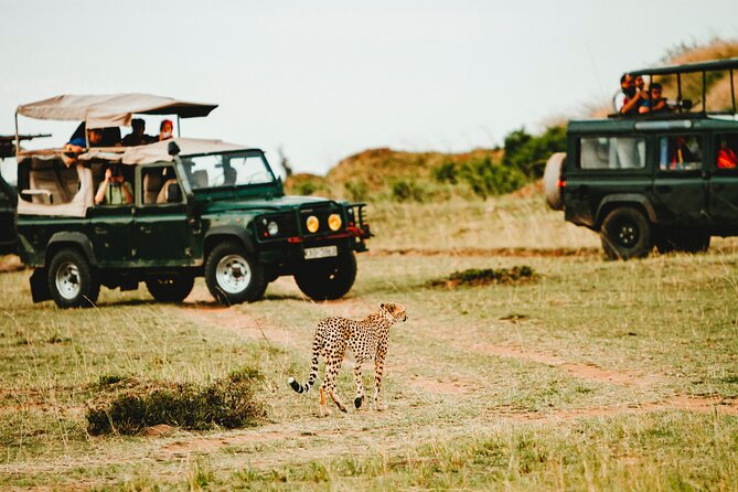 6 Days of Kenyan Wonders: Amboseli, Lake Nakuru, and Masai Mara - Day 2 in Amboseli: early predator odds and a Kilimanjaro sundowner