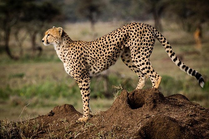 6 Days of Kenyan Wonders: Amboseli, Lake Nakuru, and Masai Mara - Day 4: early Nakuru viewing, then the Masai Mara handoff
