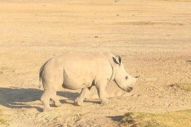 6 Days of Kenyan Wonders: Amboseli, Lake Nakuru, and Masai Mara - Day 5: the Mara full day, predator focus, and Great Migration timing