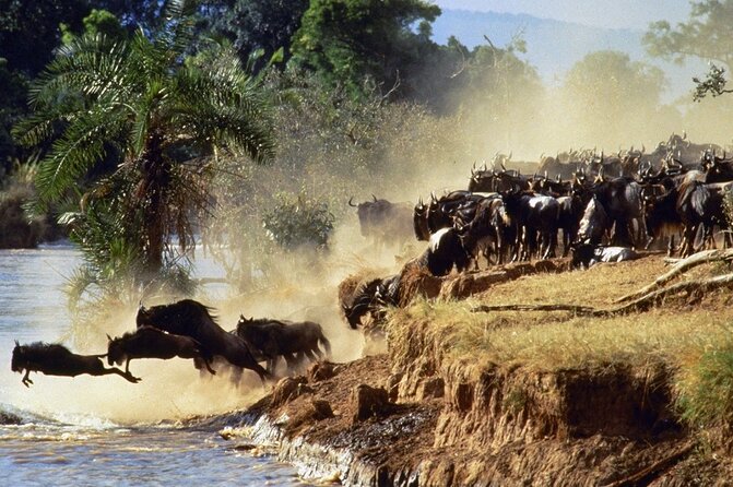 6 Days of Kenyan Wonders: Amboseli, Lake Nakuru, and Masai Mara - Day 6: your final Mara morning, then Masai village culture