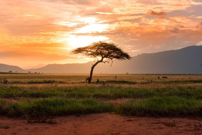 6 Days of Kenyan Wonders: Amboseli, Lake Nakuru, and Masai Mara - Day 1: Nairobi arrival, then a straight run to Amboseli