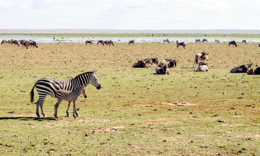 6 Days Small Group Safari To Masai Mara, Nakuru And Amboseli - Key highlights you’ll actually feel on this safari