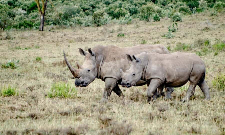 6 Days Small Group Safari To Masai Mara, Nakuru And Amboseli - Price and logistics: is $750 a fair value for 6 days in three parks?