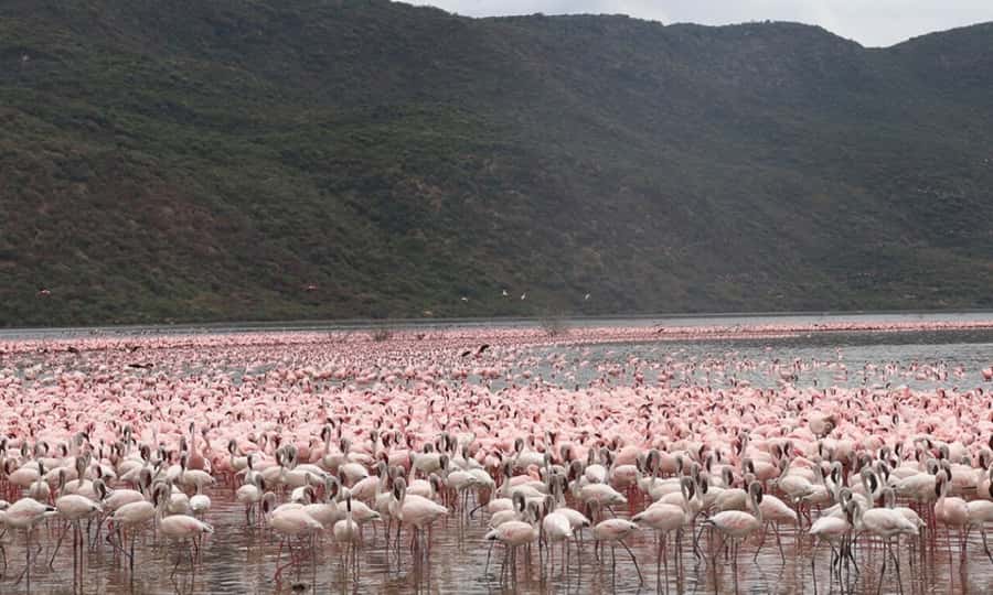 6 Days Small Group Safari To Masai Mara, Nakuru And Amboseli - Day 1, Nairobi to Masai Mara: Rift Valley viewpoint, camp lunch, and sunset drive
