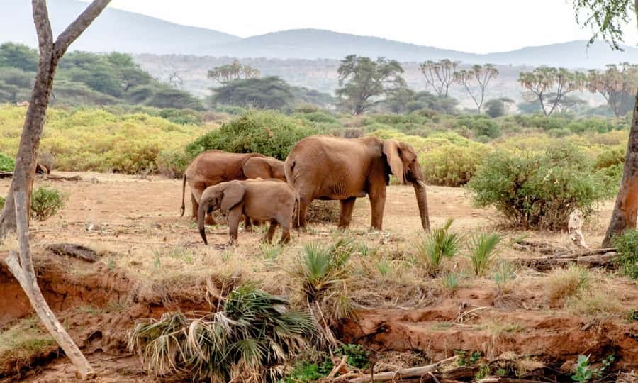 6 Days Small Group Safari To Masai Mara, Nakuru And Amboseli - Day 3, drive to Lake Nakuru: rhinos, optional Maasai village, and a hotel night