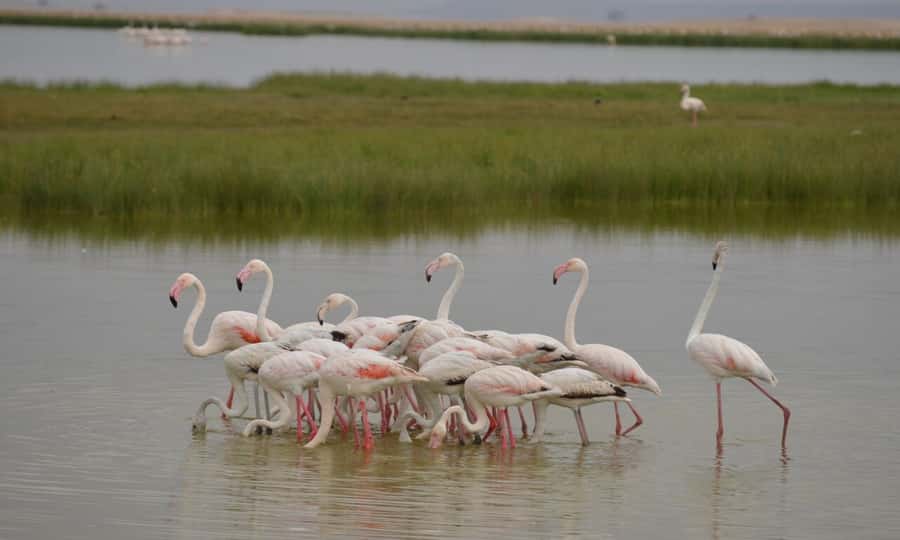 6 Days Small Group Safari To Masai Mara, Nakuru And Amboseli - Day 5, full Amboseli with an observation point and elephant herds
