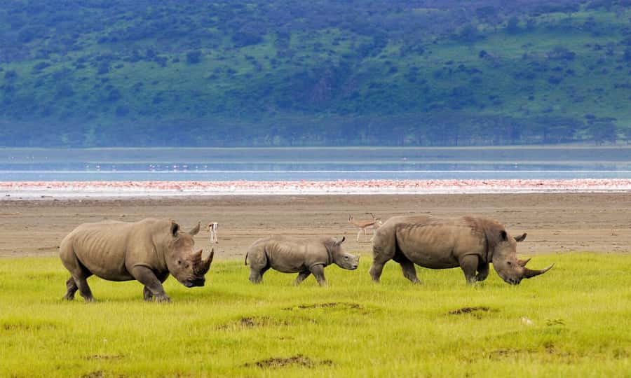 6 Days Small Group Safari To Masai Mara, Nakuru And Amboseli - Day 6, early morning Amboseli drive and return to Nairobi