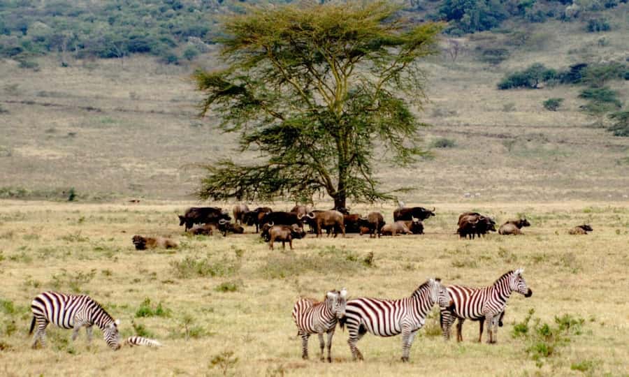 6 Days Small Group Safari To Masai Mara, Nakuru And Amboseli - Small-group 4x4 with a pop-up roof, and why it changes your viewing