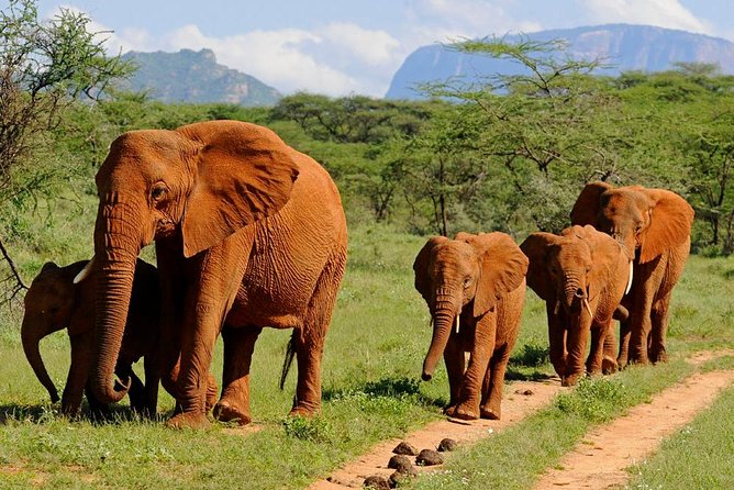 6Days Amboseli, Lake Nakuru and Masai Mara Camping Safari on Jeep - Value for money, from park fees to big animal time