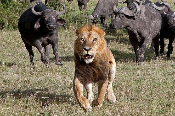 6Days Amboseli, Lake Nakuru and Masai Mara Camping Safari on Jeep - Lake Nakuru’s Pink Lake: flamingos and a big bird day