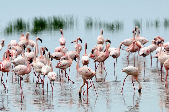6Days Amboseli, Lake Nakuru and Masai Mara Camping Safari on Jeep - Masai Mara two-day run: big cats, Mara River, and migration odds