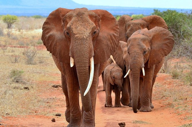6Days Amboseli, Lake Nakuru and Masai Mara Camping Safari on Jeep - Nairobi return day: early morning drive, then back via Narok for lunch
