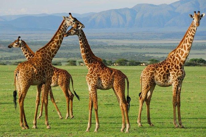 6Days Amboseli, Lake Nakuru and Masai Mara Camping Safari on Jeep - Guide quality and how the small group boosts your odds
