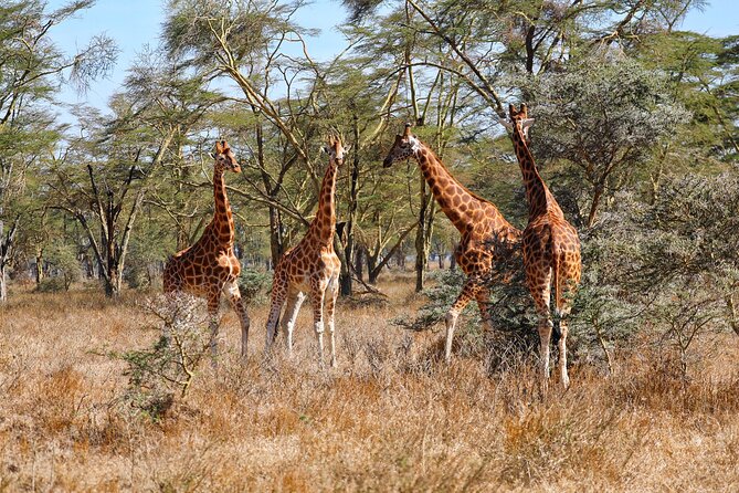 6days Masai mara-lake nakuru via Lake naivasha-Amboseli 4x4 jeep Safari - How This 6-Day 4x4 Safari Loop Actually Works