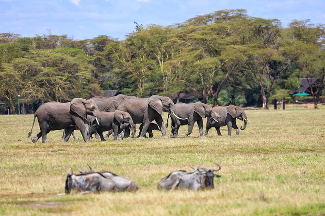 6days Masai mara-lake nakuru via Lake naivasha-Amboseli 4x4 jeep Safari - Day 5 Full Amboseli Day: Kilimanjaro Views and a Second Optional Maasai Village Visit
