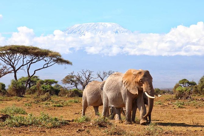 6days Masai mara-lake nakuru via Lake naivasha-Amboseli 4x4 jeep Safari - Day 1 to Maasai Mara: Rift Valley Viewpoints and Your First Evening Drive