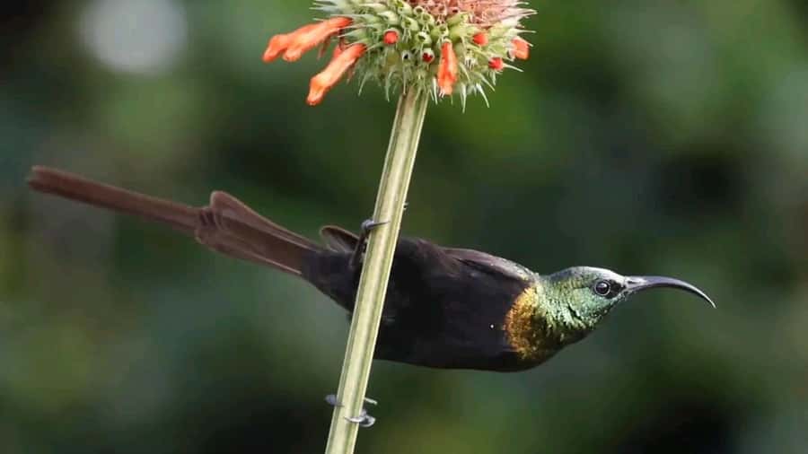 6hrs of Birdwatching in Nairobi National park - Key points to know before you go