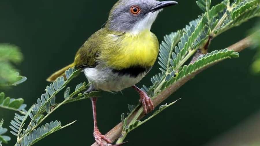 6hrs of Birdwatching in Nairobi National park - Nairobi National Park is a birding shortcut that still feels like safari