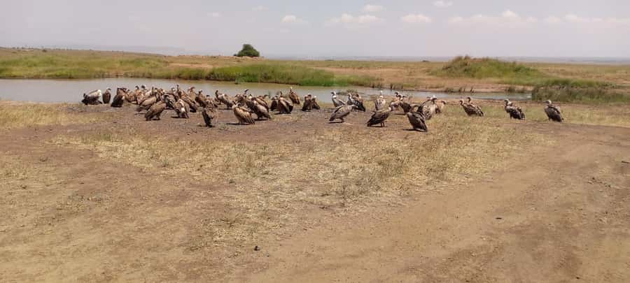 6hrs of Birdwatching in Nairobi National park - Dry forest birding: the families that reward patient scanning