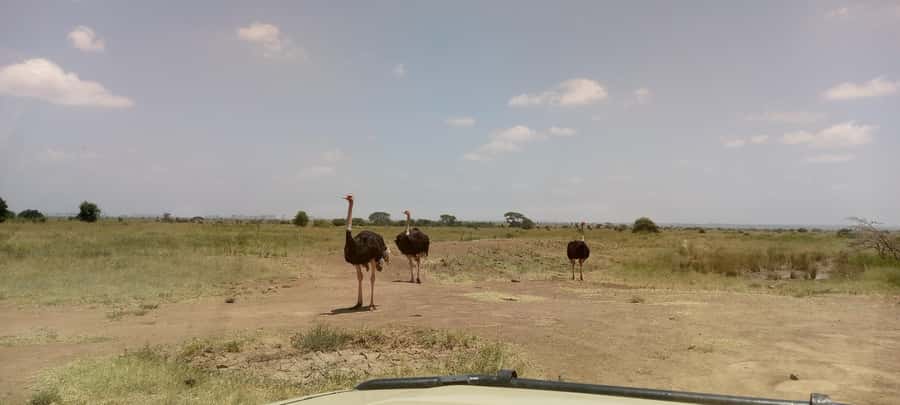 6hrs of Birdwatching in Nairobi National park - Wetlands and dams: where the waterbirds do the talking