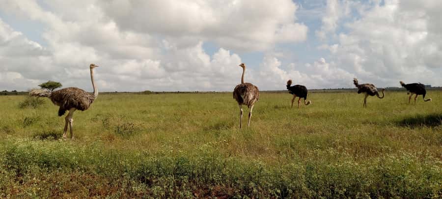 6hrs of Birdwatching in Nairobi National park - Grassland ecosystem: more motion, more open-air ID practice