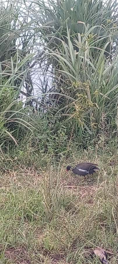 6hrs of Birdwatching in Nairobi National park - Picnic points, toilet breaks, and why this pacing works