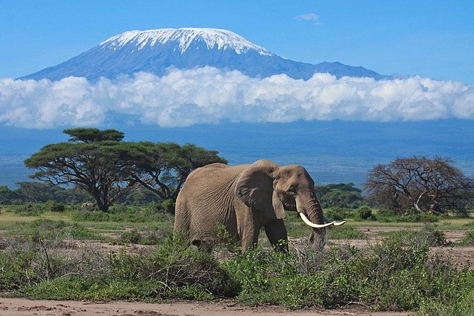 7 Day Maasai Mara, Lake Nakuru, Lake Naivasha and Amboseli Safari - Price and What Makes This One Feel Like a Deal
