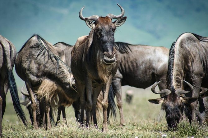 7 Day Maasai Mara, Lake Nakuru, Lake Naivasha and Amboseli Safari - Amboseli with Kilimanjaro in Sight: Observation Hill Is the Money Shot