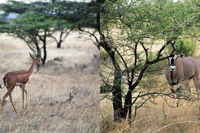 7 Day Maasai Mara, Lake Nakuru, Lake Naivasha and Samburu Safari - Price and Value: What $2,574.65 Buys You Here