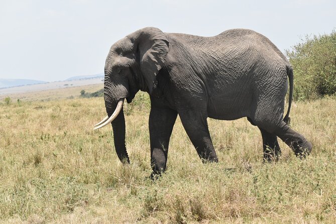 7 Day Private Jeep Safari, 5 star lodges with Balloon Ride Kenya - Your last morning in Amboseli and the ride back to Nairobi