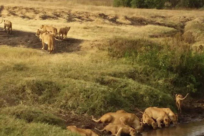7-Day Private Safari to Amboseli National Park and Masai Mara - Key things to know before you go
