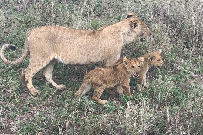 7-Day Private Safari to Amboseli National Park and Masai Mara - Lake Naivasha on the Rift Valley floor: papyrus, hippos, and birding focus