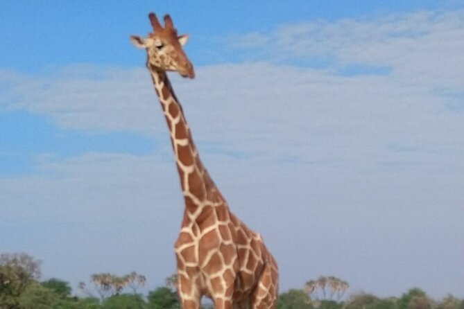 7-Day Private Safari to Amboseli National Park and Masai Mara - Lake Nakuru National Park: flamingos at scale and rhino protection