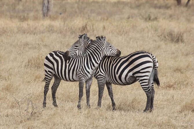 7-Day Private Safari to Amboseli National Park and Masai Mara - Masai Mara National Reserve: the Big Five concentration where timing matters