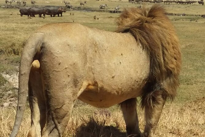 7-Day Private Safari to Amboseli National Park and Masai Mara - From Mara back to Nairobi: rest time before your next flight