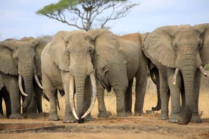 7-Day Private Safari to Amboseli National Park and Masai Mara - A second Amboseli day: more elephant time and a Kilimanjaro photo window
