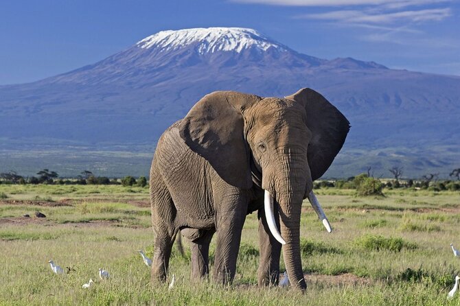 7-Day Private Tour in Kenya National Parks From Nairobi / Mombasa - Key things to know before you go
