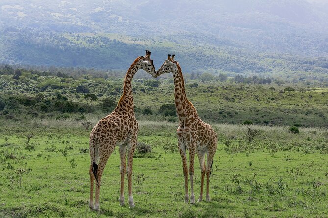 7-Day Private Tour in Kenya National Parks From Nairobi / Mombasa - Lake Nakuru’s Flamingos and Rhino Sanctuary Chances