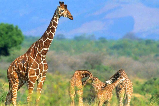 7-Day Private Tour in Kenya National Parks From Nairobi / Mombasa - Lake Naivasha: Hell’s Gate Biking and Optional Boat Time