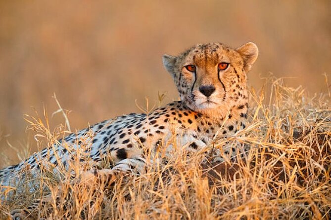 7-Day Safari to Maasai Mara, Lake Naivasha and Amboseli from Nairobi - Why This 7-Day Kenya Loop Feels Efficient