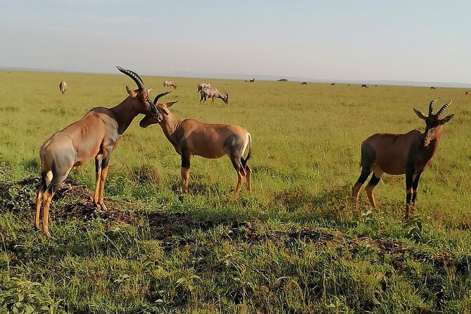 7-Day Safari to Maasai Mara, Lake Naivasha and Amboseli from Nairobi - Day 2 Full Day in the Mara River Area for Big Five Chances