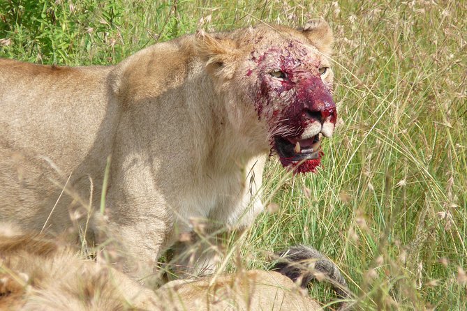7 Days Amboseli-Lake Naivasha-Lake Nakuru & Masai Mara - Day 3: Lake Naivasha Reset, Resort Time, and the Crescent Island Option