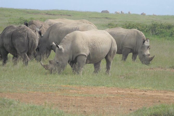 7 Days Amboseli-Lake Naivasha-Lake Nakuru & Masai Mara - Day 4: Lake Nakuru Afternoon Game Drive, Flamingos and Big Cats in One Session