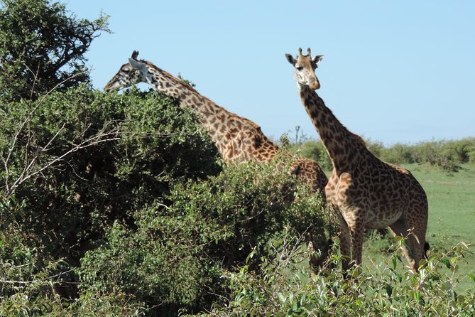 7 Days Amboseli-Lake Naivasha-Lake Nakuru & Masai Mara - Day 7: Nairobi Drop-Off and a Masai Village Cultural Stop